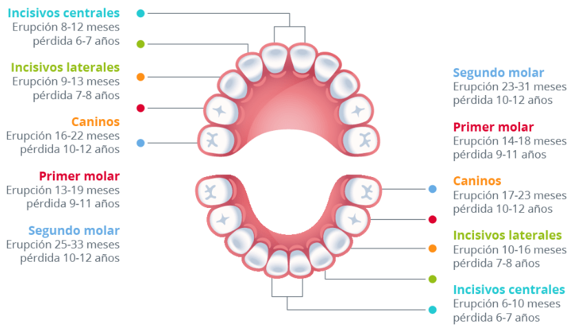 guia de erupci&oacute;n de dientes en ni&ntilde;os e1784710249329 - Ortopedia Dentofacial